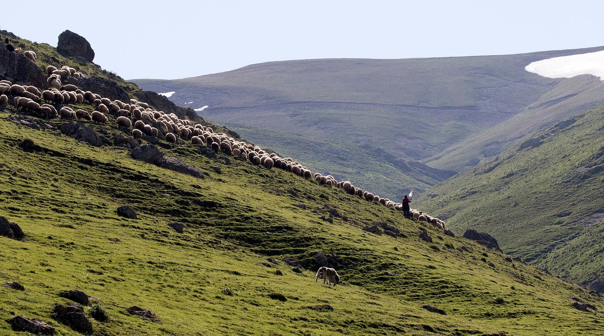Rebanho de ovinos no pasto